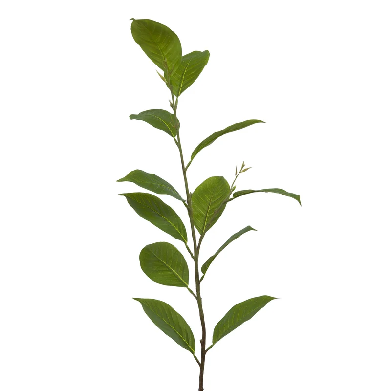 Branche de feuilles de Goyavier