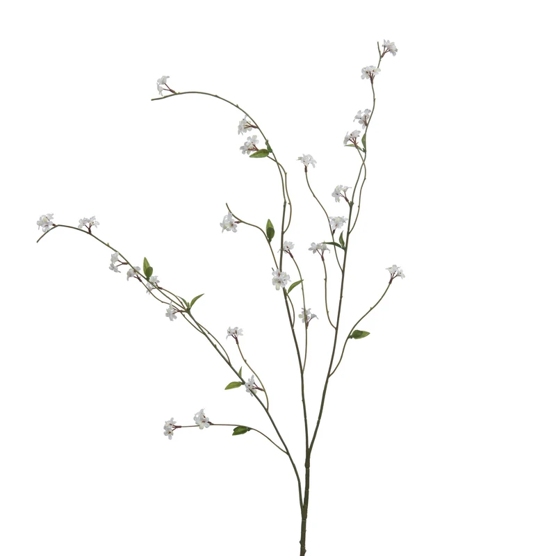 Branche de saule fleurie
