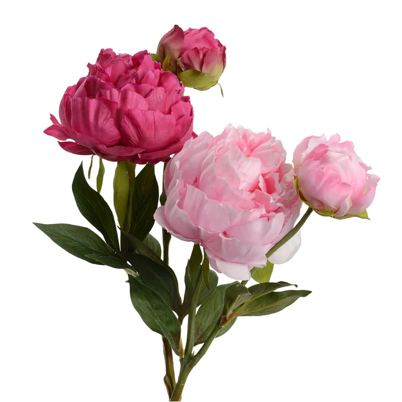 Branche de Pivoines roses