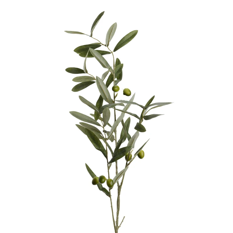 Branche d'Olivier avec olives