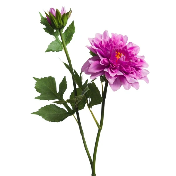 Branche de Dahlia