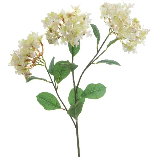 Branche d'Hortensia