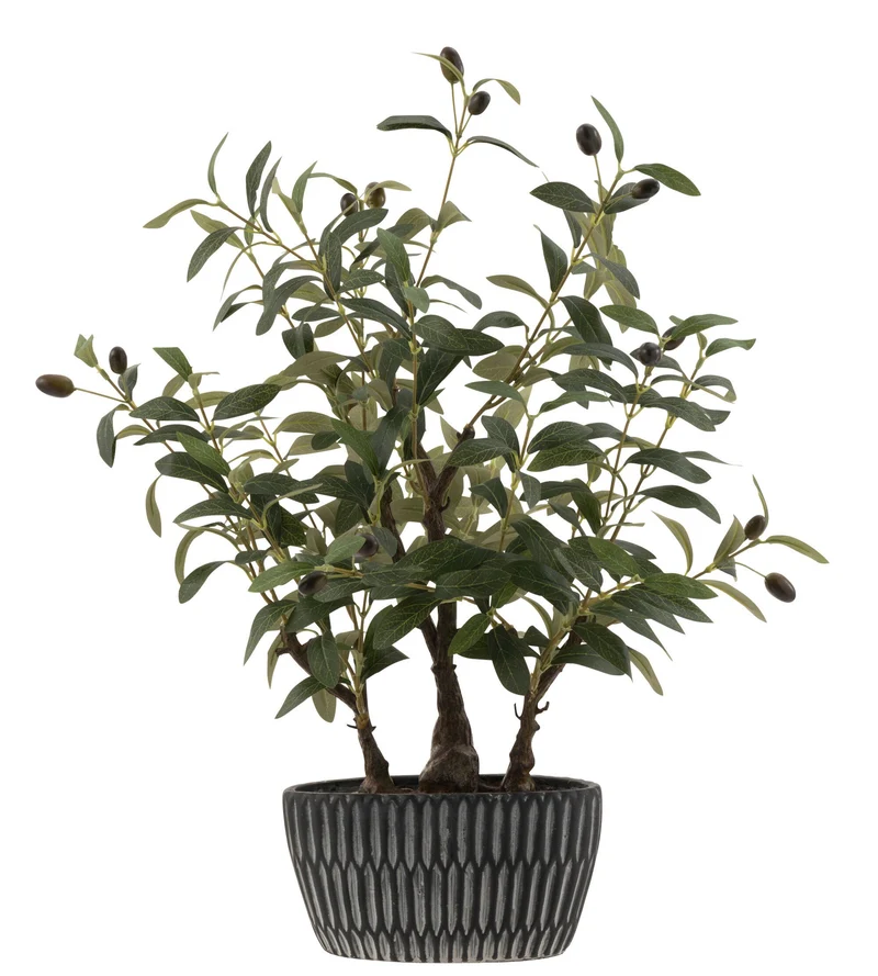 Olivier en pot