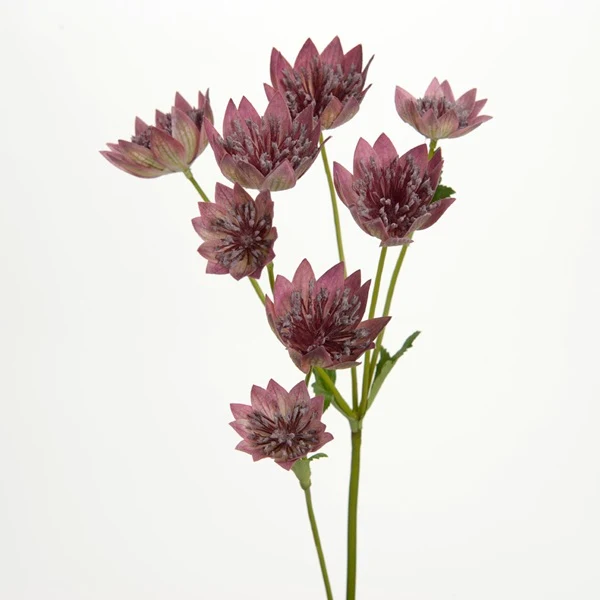 Branche d'Astrantia
