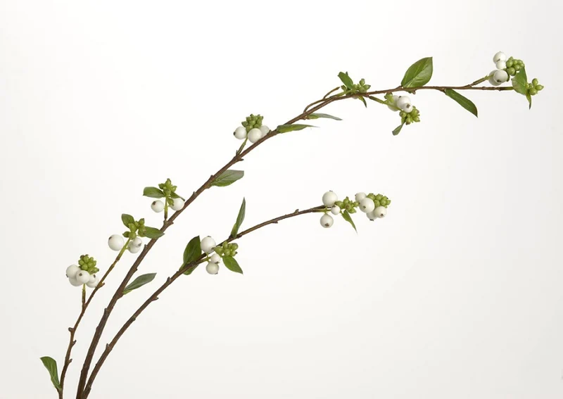 Branche de Symphorine blanche ou rose