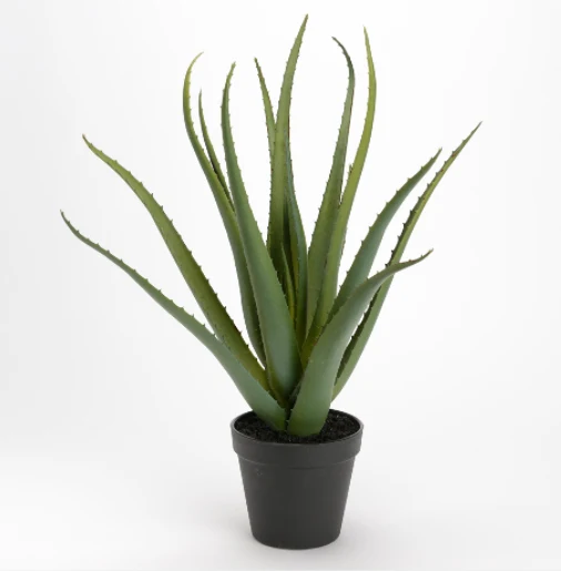 Cactus Aloe Vera en pot